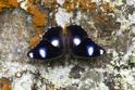 Hypollimnas bolina (Common Eggfly).jpg